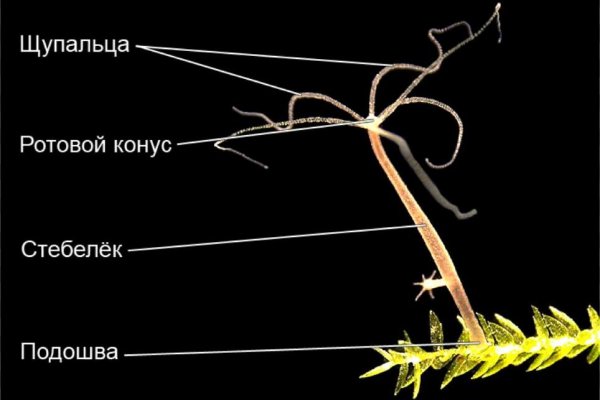 Кракен современный даркнет маркет плейс