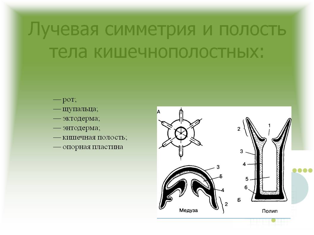 Кракен даркнет купить